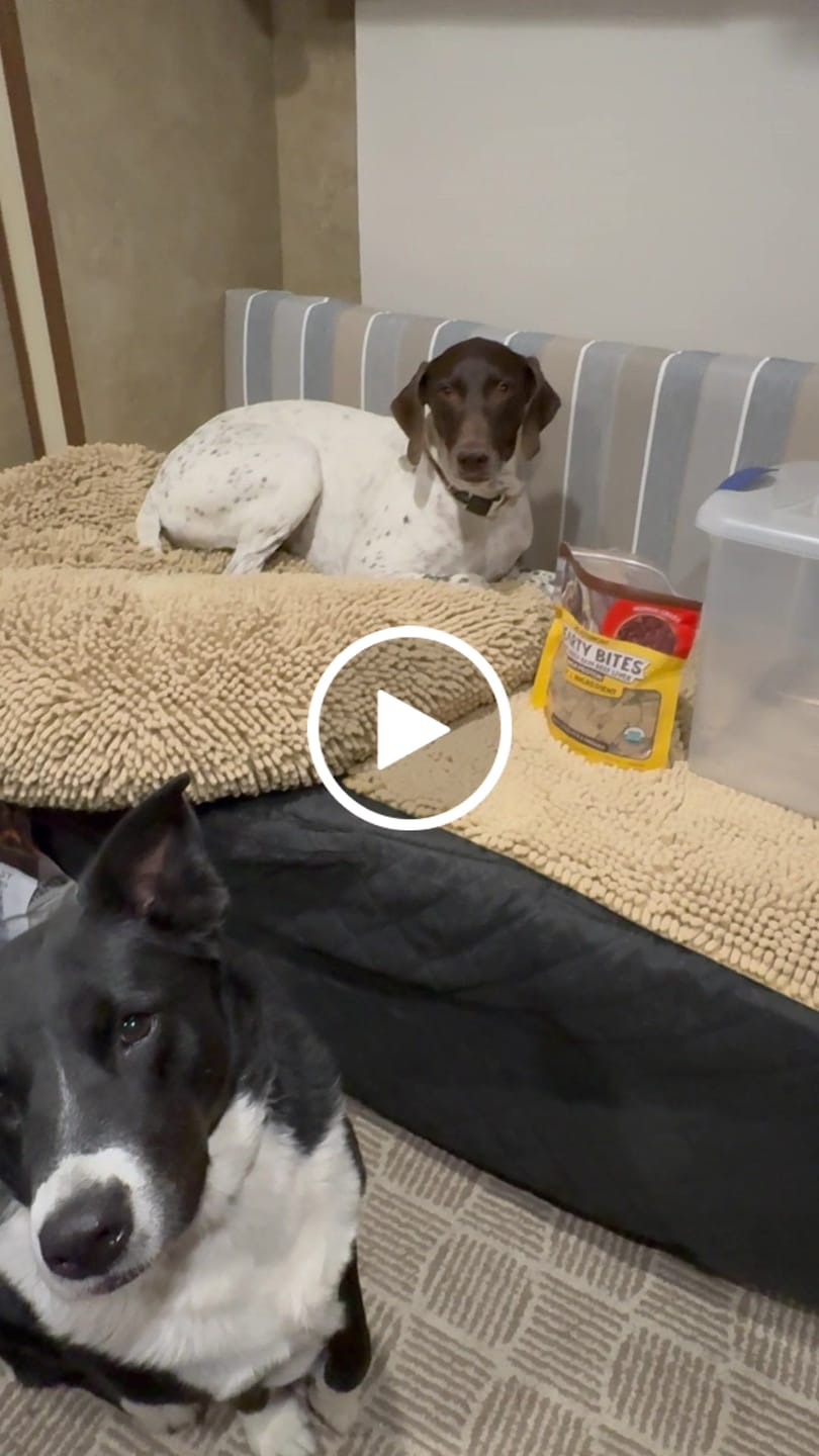 Customer video review of Freeze-Dried Beef Liver Dog Treats | Single Ingredient | Petsmont Hearty Bites