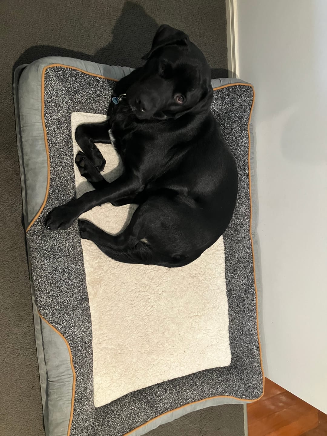 Customer photo review of Pets Gear Orthopedic Dog Bed