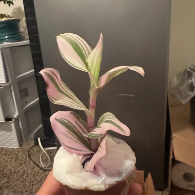Customer photo review of Rare Tradescantia Nanouk Fluminen Lilac in 2" Nursery Pot | Extremely RARE Houseplant For Beginners | Pink Indoor Plant