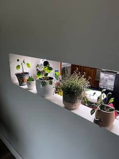 Customer photo review of Plant Food