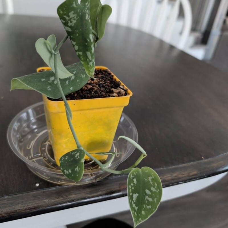 Customer photo review of Silver Pothos Cuttings - RARE Silver Satin or Silvery Anne - Easy Care low light indoor plant - Hardy Houseplant with elegant silver spots