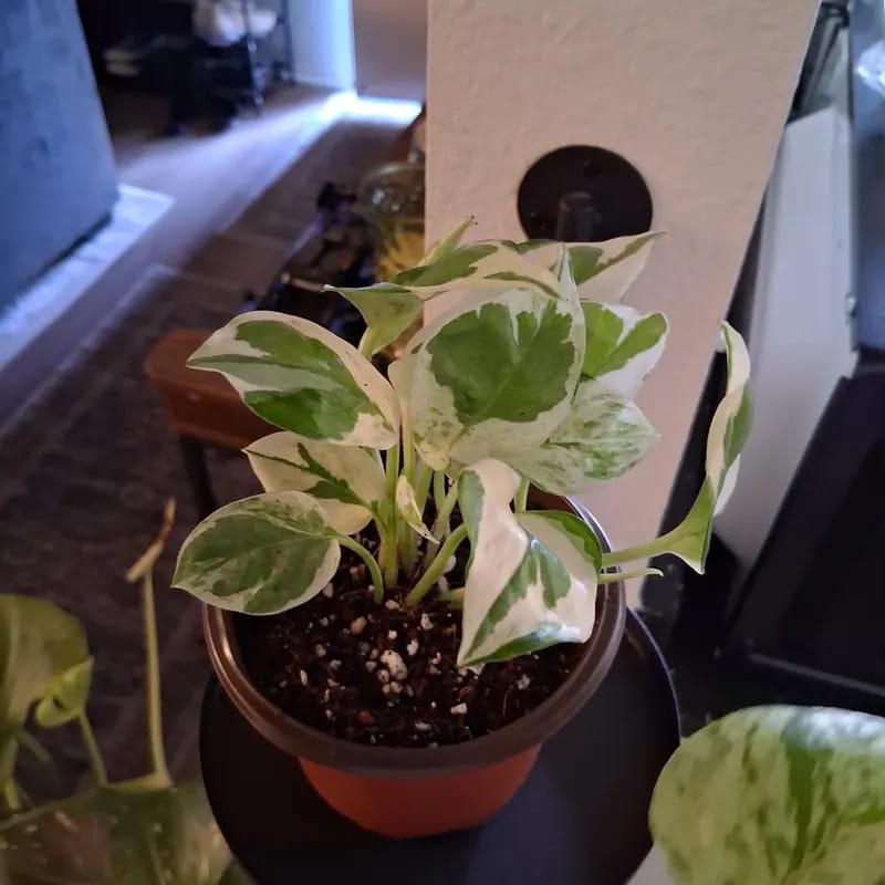 Customer photo review of Live Pearls and Jade Pothos in a 4" Nursery Pot