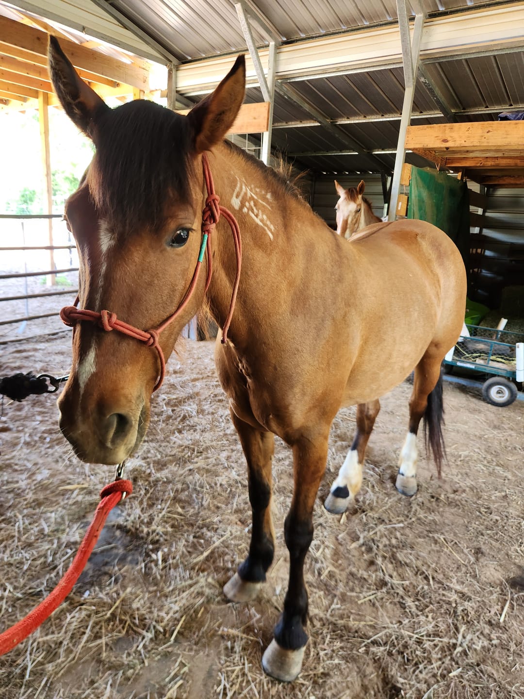 Customer photo review of Clinician 4 Knot Halter and 14ft Lead Set