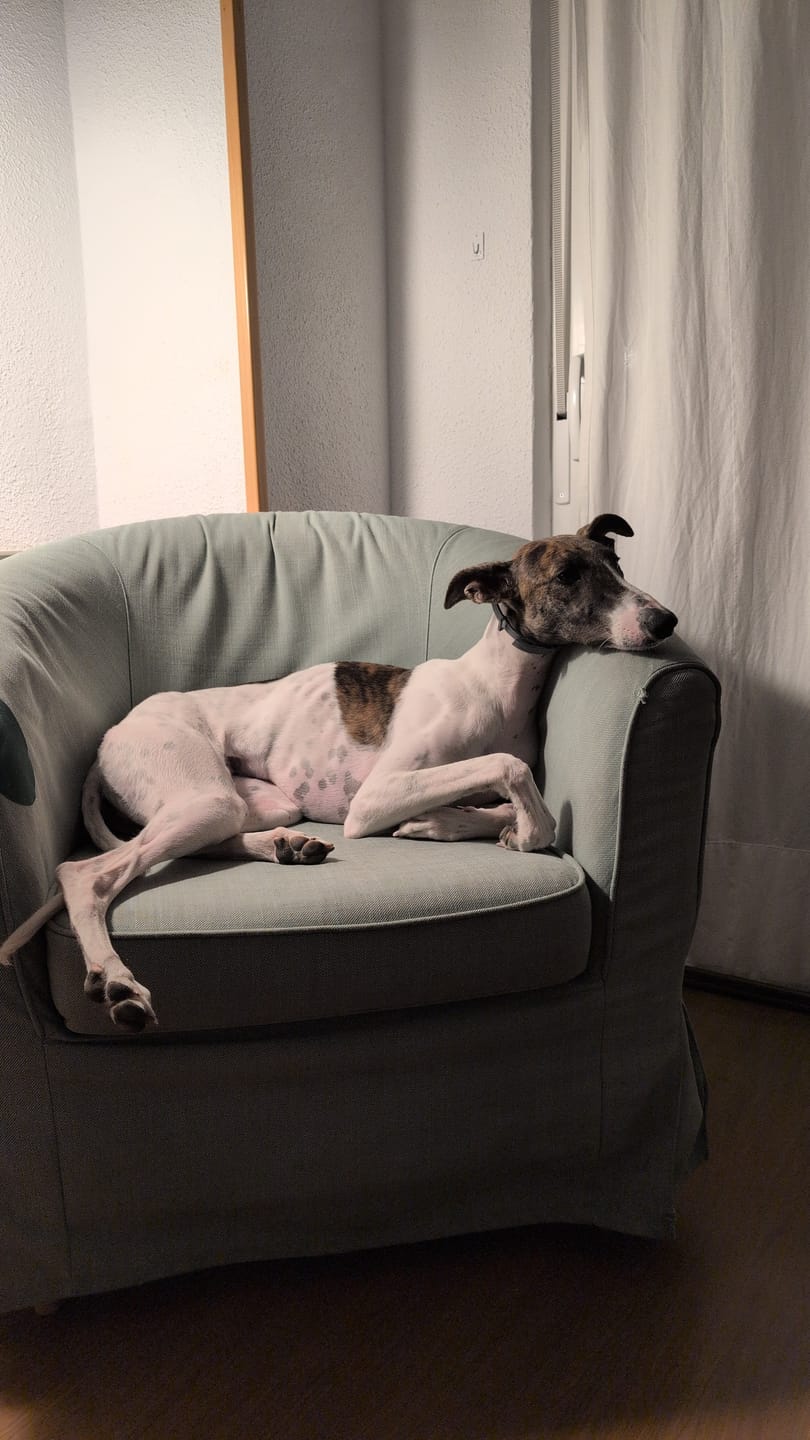 Customer photo review of Grain Free Puppy Salmon & Turkey