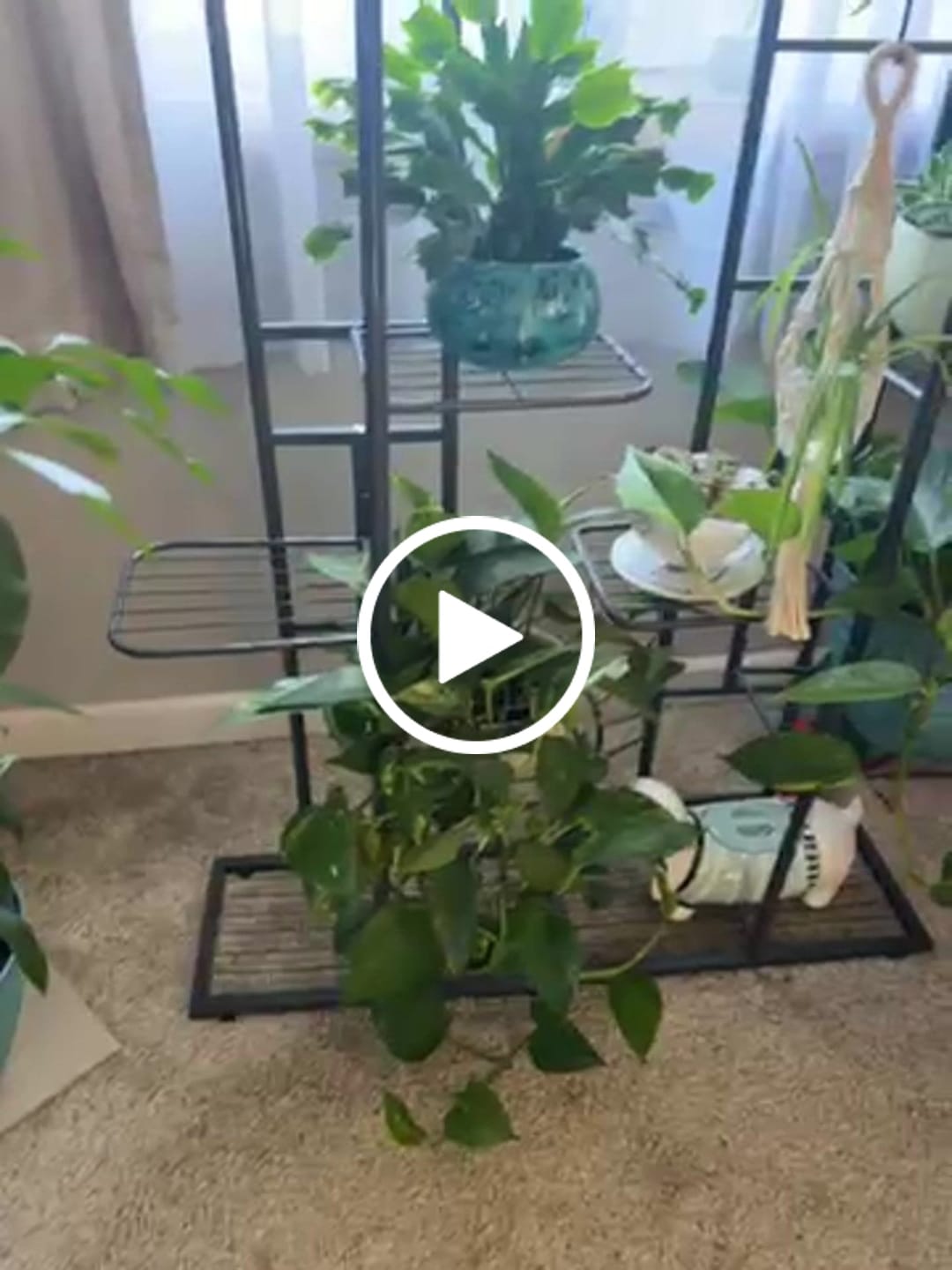 Customer video review of Fungus Gnat Death Drops