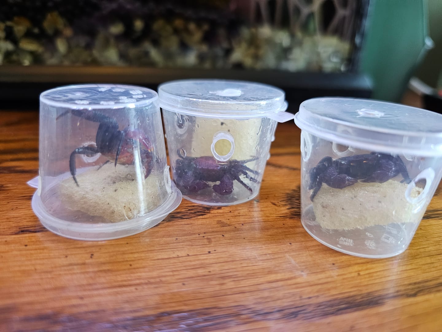 Customer photo review of Purple Vampire Crab (Geosesarma dennerle)