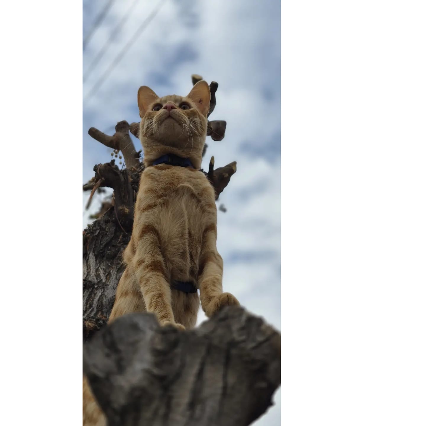 Customer photo review of Guía definitiva para sacar a tu gato sin estrés