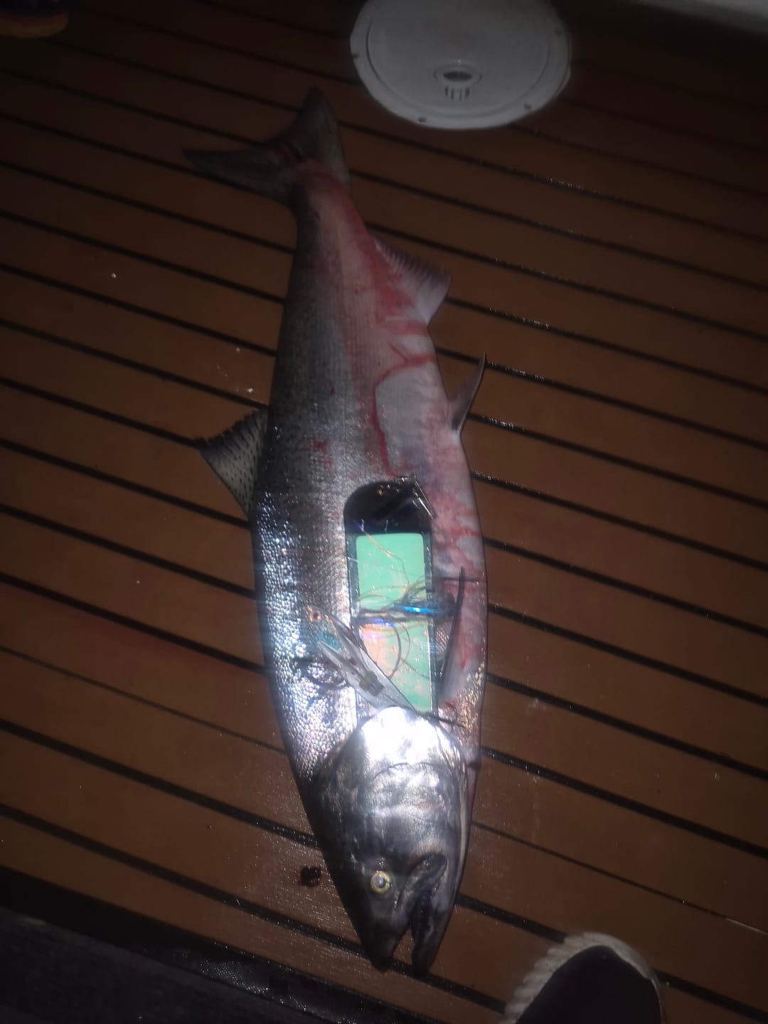 Customer photo review of Rhys Davis Big Bite Herring Strip
