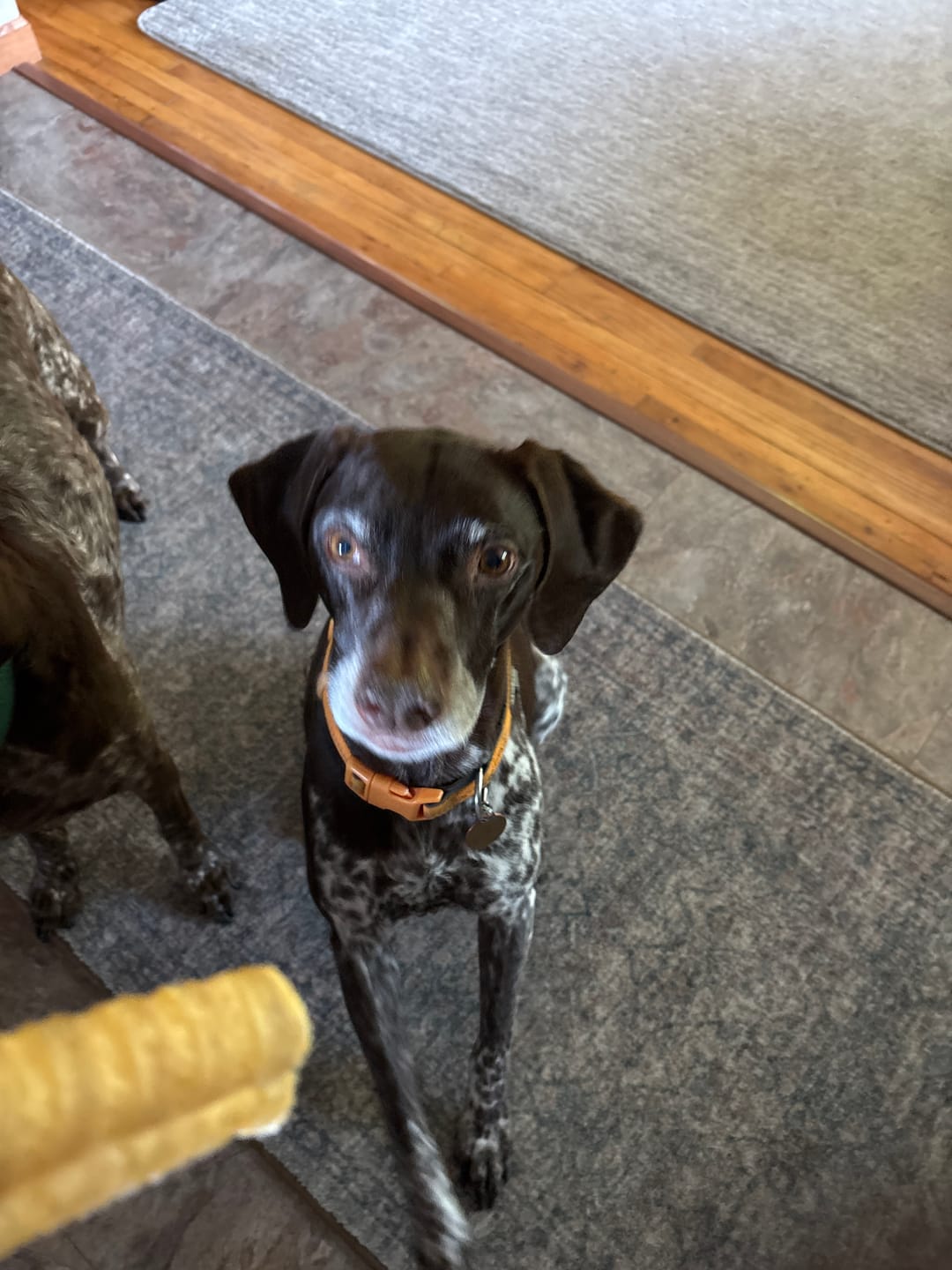 Customer photo review of 3 Inch Beef Trachea