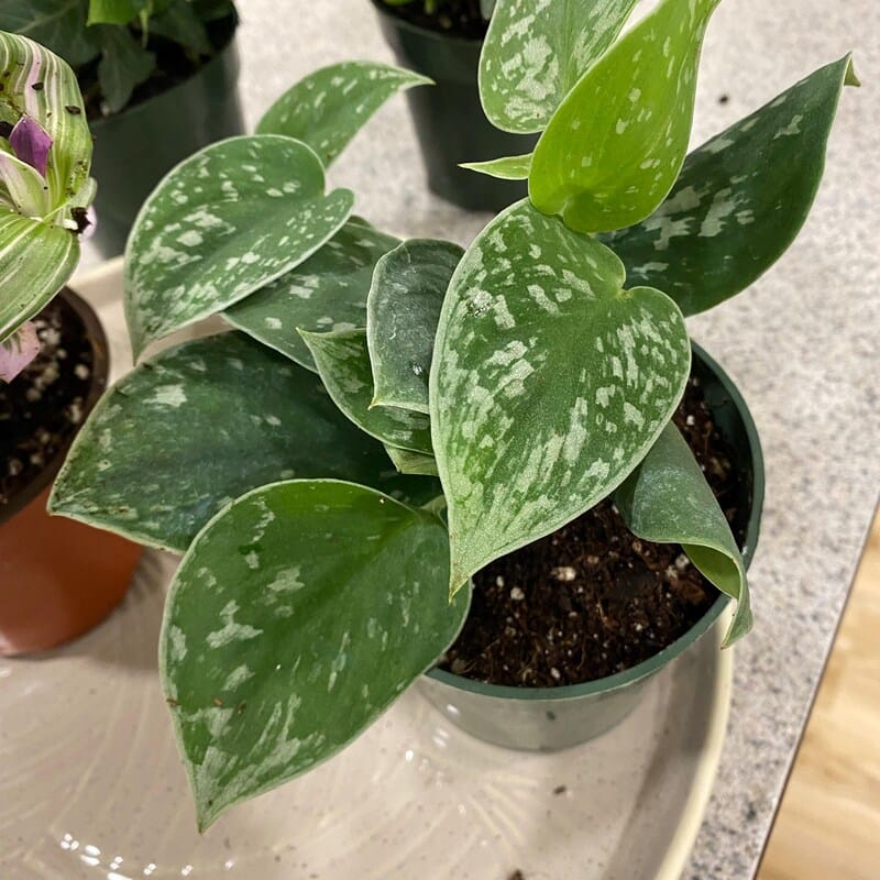 Customer photo review of Silver Pothos Cuttings - RARE Silver Satin or Silvery Anne - Easy Care low light indoor plant - Hardy Houseplant with elegant silver spots