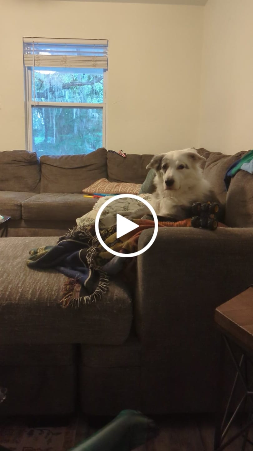 Customer video review of KING KALM 600mg CBD with Copaiba, Krill Oil and DHA for Dogs & Cats