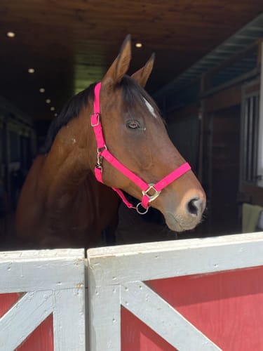 Customer photo review of Personalized Halter ( 10 Days )