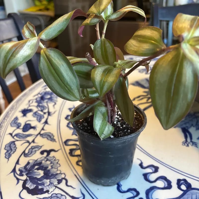 Customer photo review of Wandering Jew Silver Plant – 4" Pot (Tradescantia Zebrina)