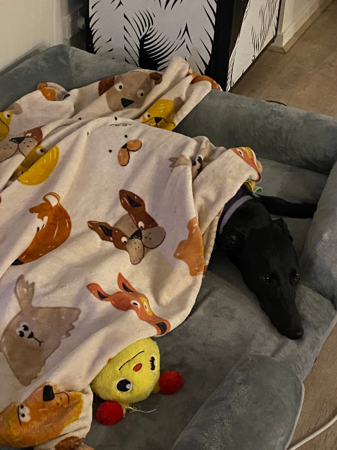 Customer photo review of Memory Foam Pet Sofa Bed