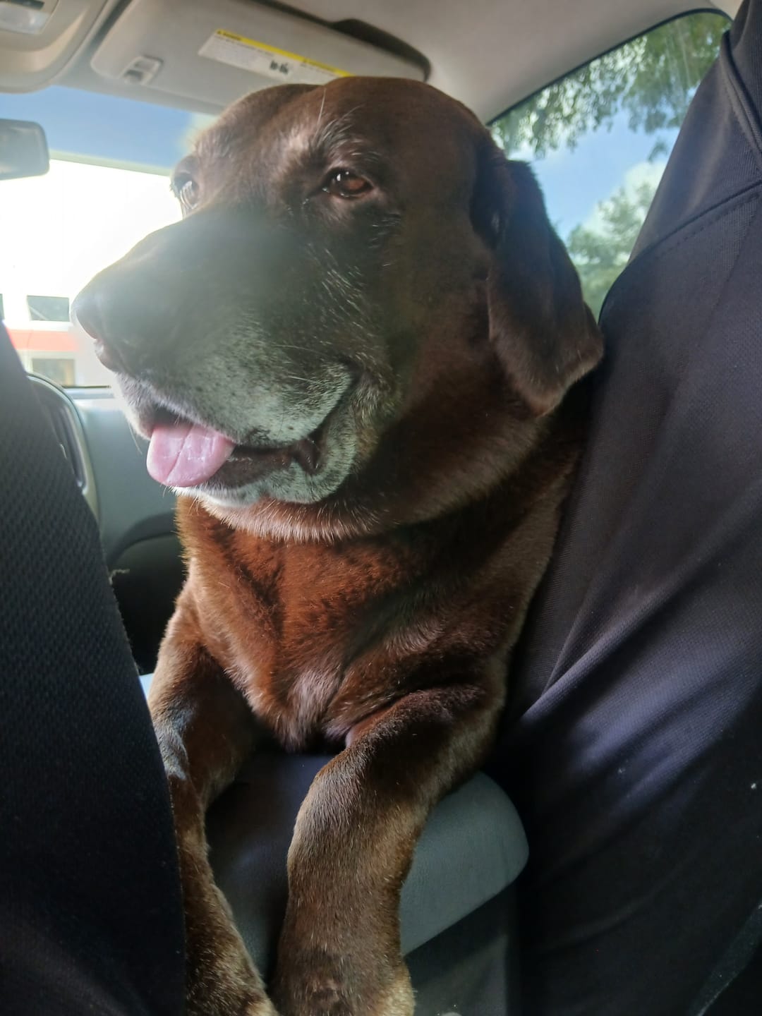 Customer photo review of 12 Inch Jumbo Braided Bully Stick