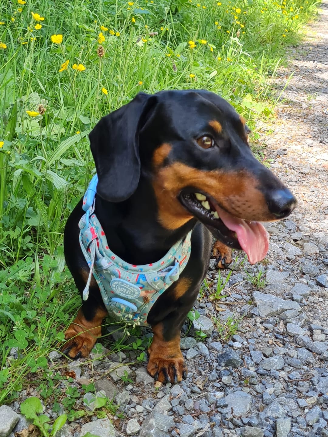 Customer photo review of Dinosaur Dog Harness – Dino Party Reflective No-Pull