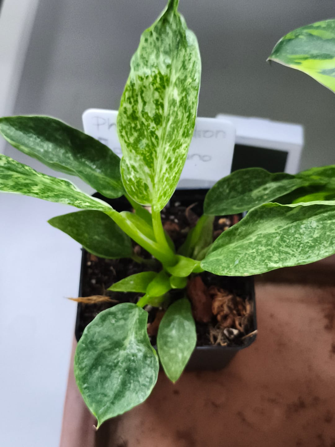 Customer photo review of PHILODENDRON JOSE BUONO