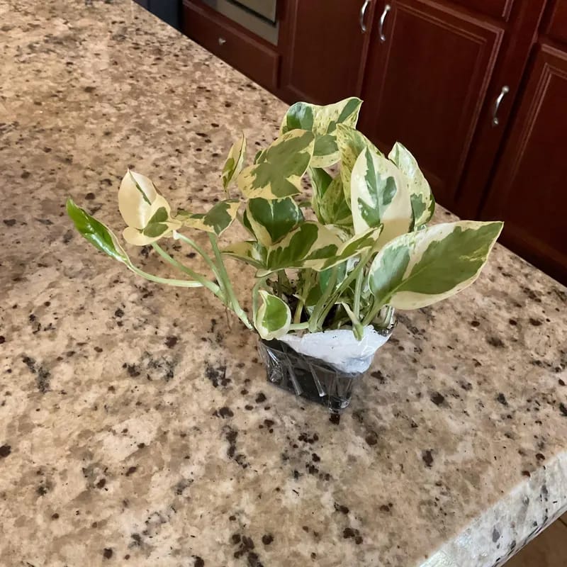 Customer photo review of Live Pearls and Jade Pothos in a 4" Nursery Pot