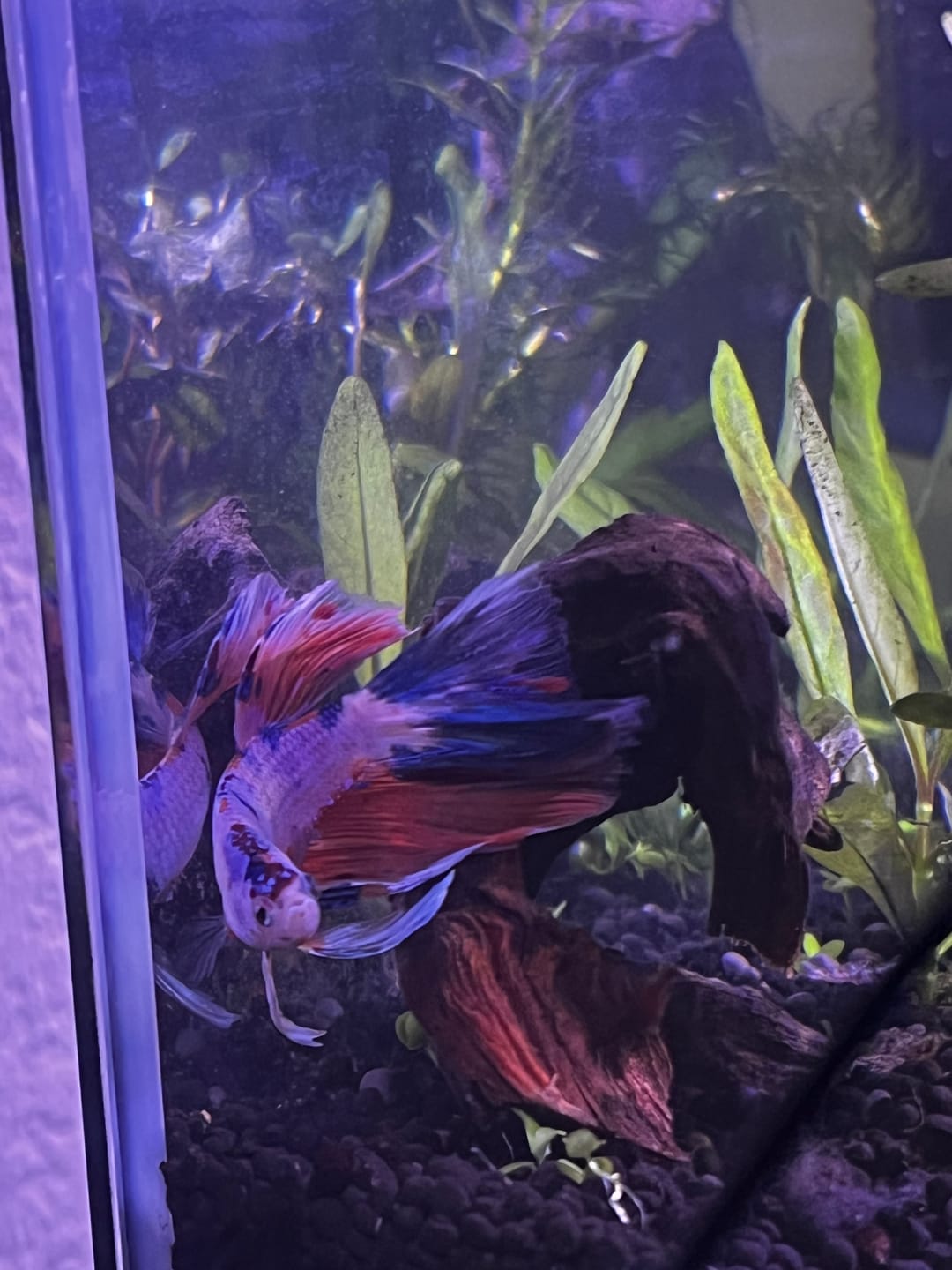 Customer photo review of Koi Multicolor Candy Halfmoon Male Betta Fish High Grade | Mystery Betta