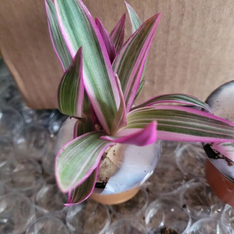 Customer photo review of Rhoeo tricolor - Rare Tradescantia - Rare purple variegated wandering Jew -  Mosses in the cradle - Beautiful Easy Care indoor plant
