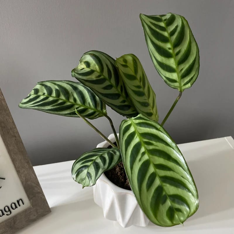 Customer photo review of Calathea Burle Marx in a 3” Nursery Pot - Maranta Amabilis Burle Marxii Starter Plant - Air Purifier Houseplant - Calathea Fishbone Prayer Plant