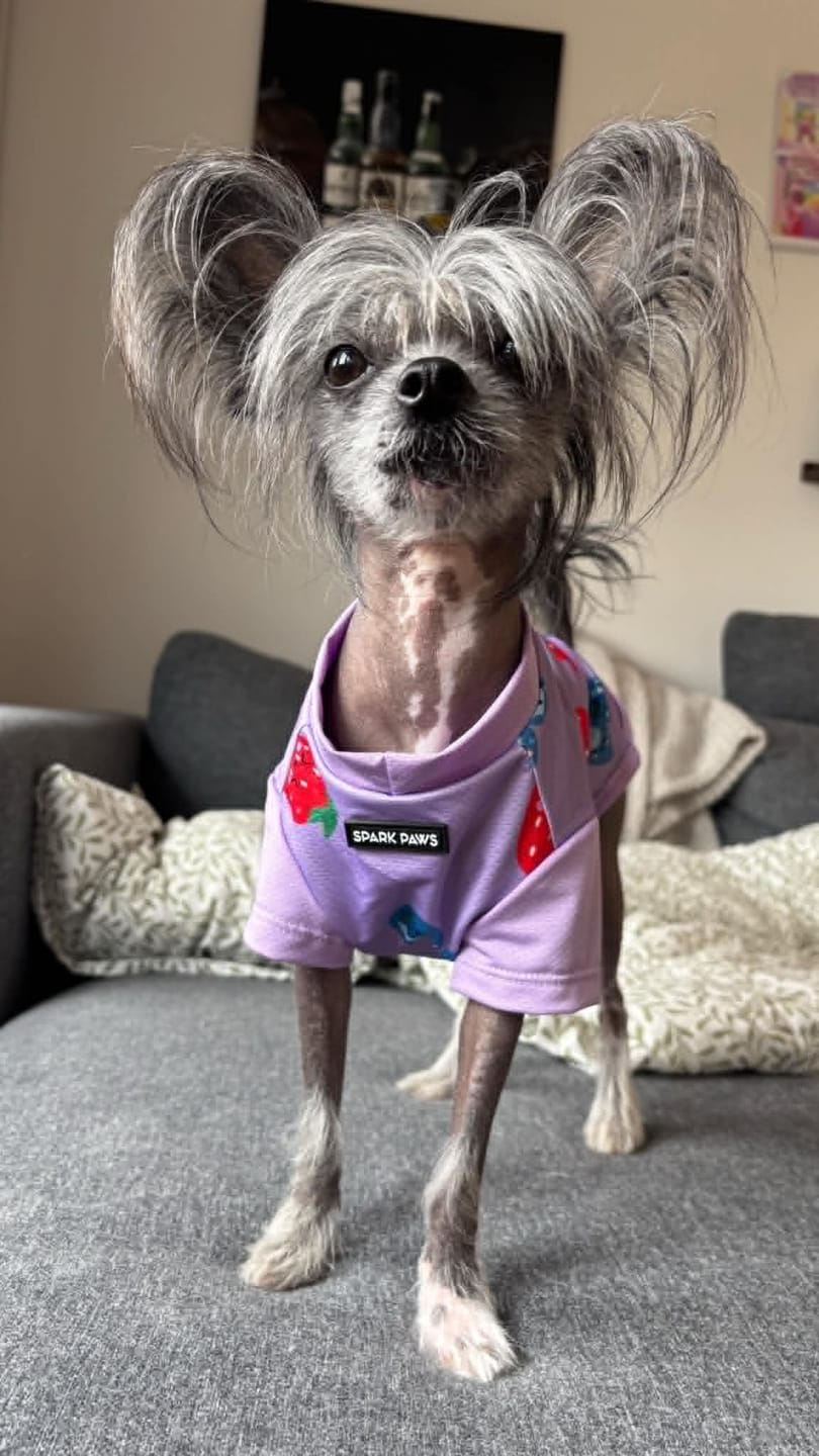 Customer photo review of Sunblock Dog T-Shirt - Berries