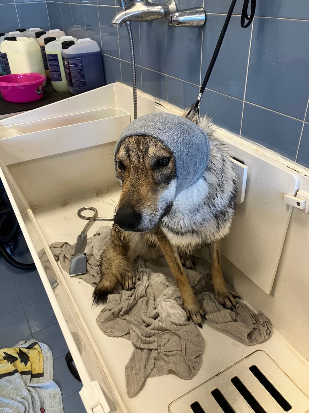 Customer photo review of Happy Hoodie paraorecchie antirumore per gatti e cani