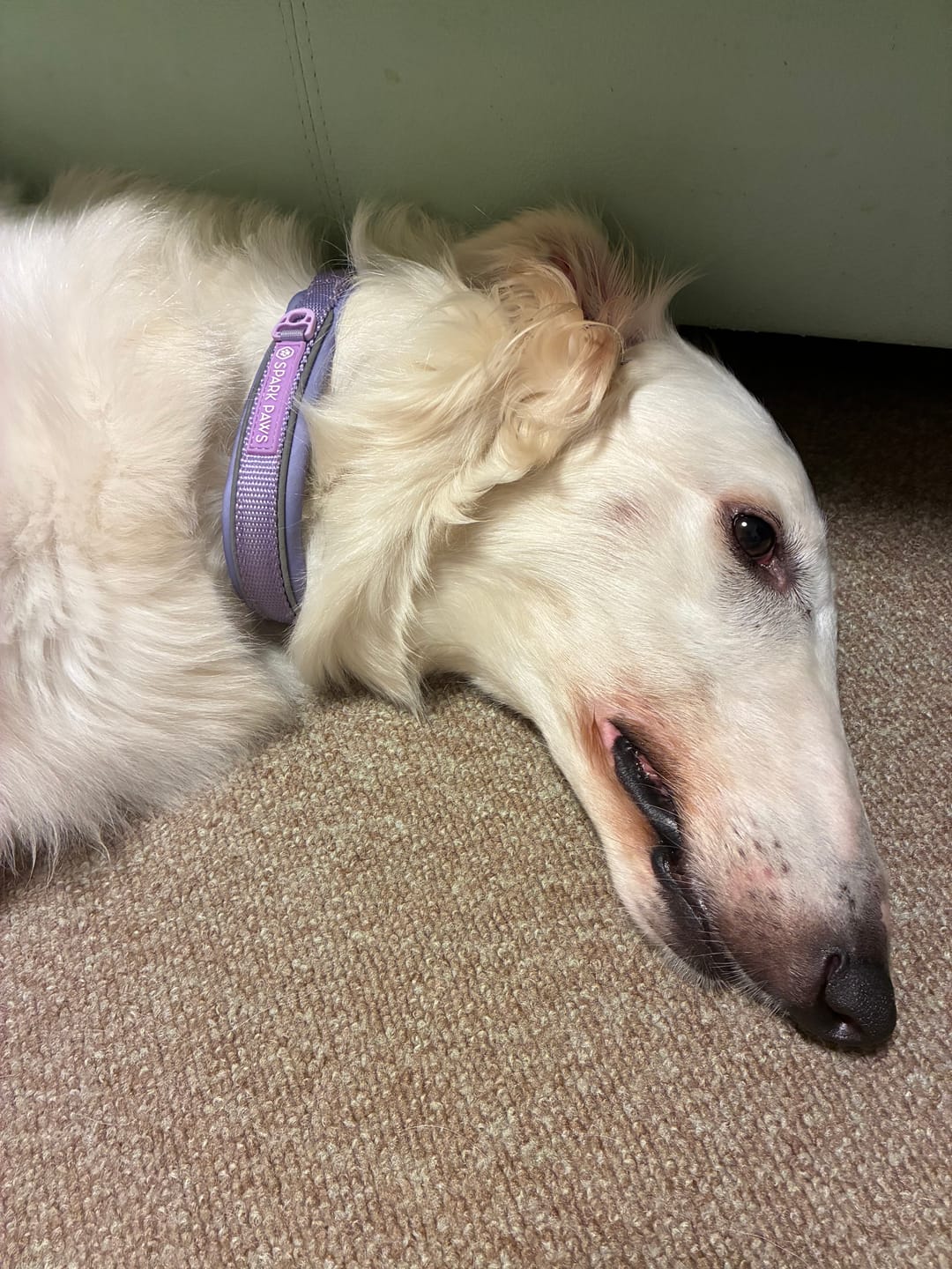Customer photo review of Cushioned Martingale Collar - Lilac