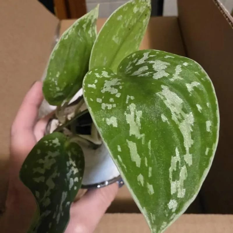 Customer photo review of Silver Pothos Cuttings - RARE Silver Satin or Silvery Anne - Easy Care low light indoor plant - Hardy Houseplant with elegant silver spots