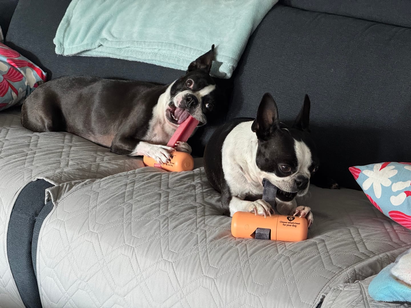 Customer photo review of Safe Dog Chew Holder