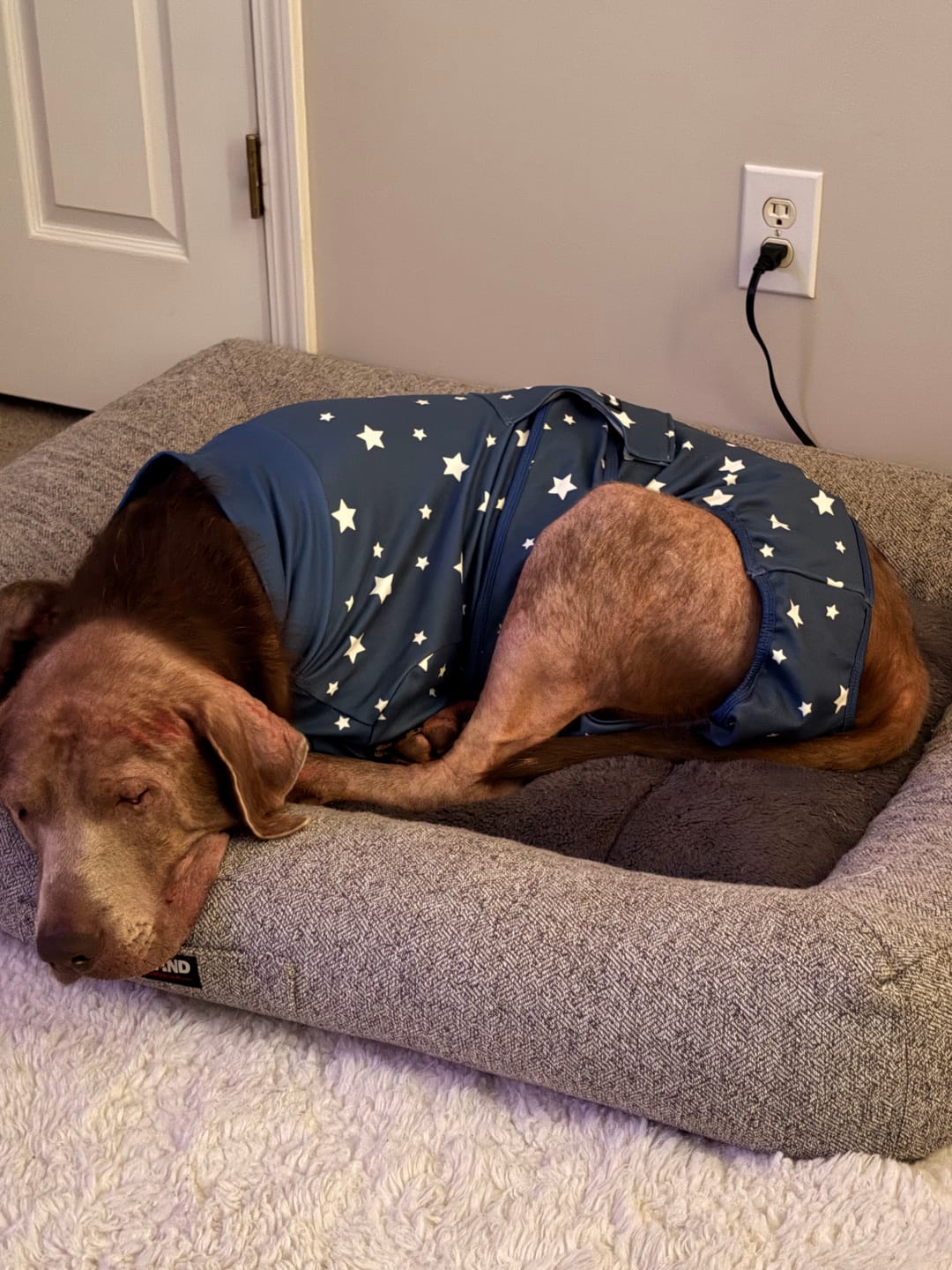 Customer photo review of Dog Surgical Suit