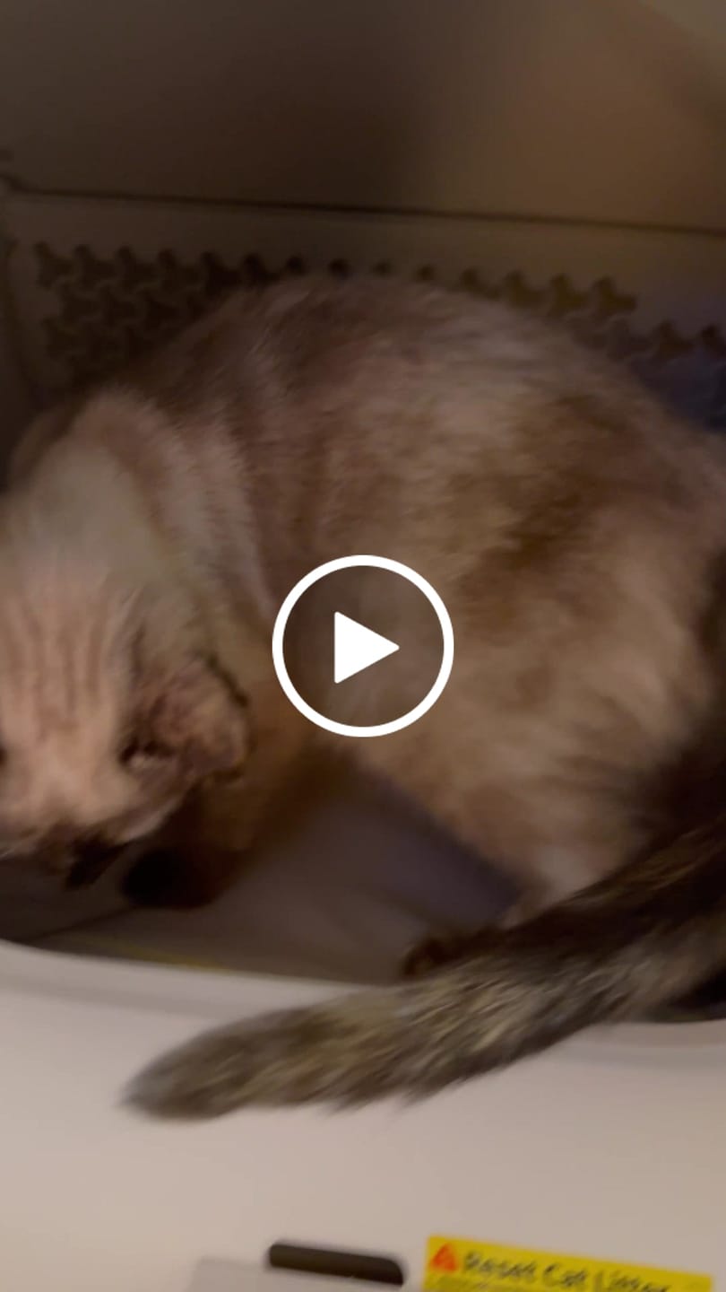 Customer video review of Furbulous Trash Bag Box