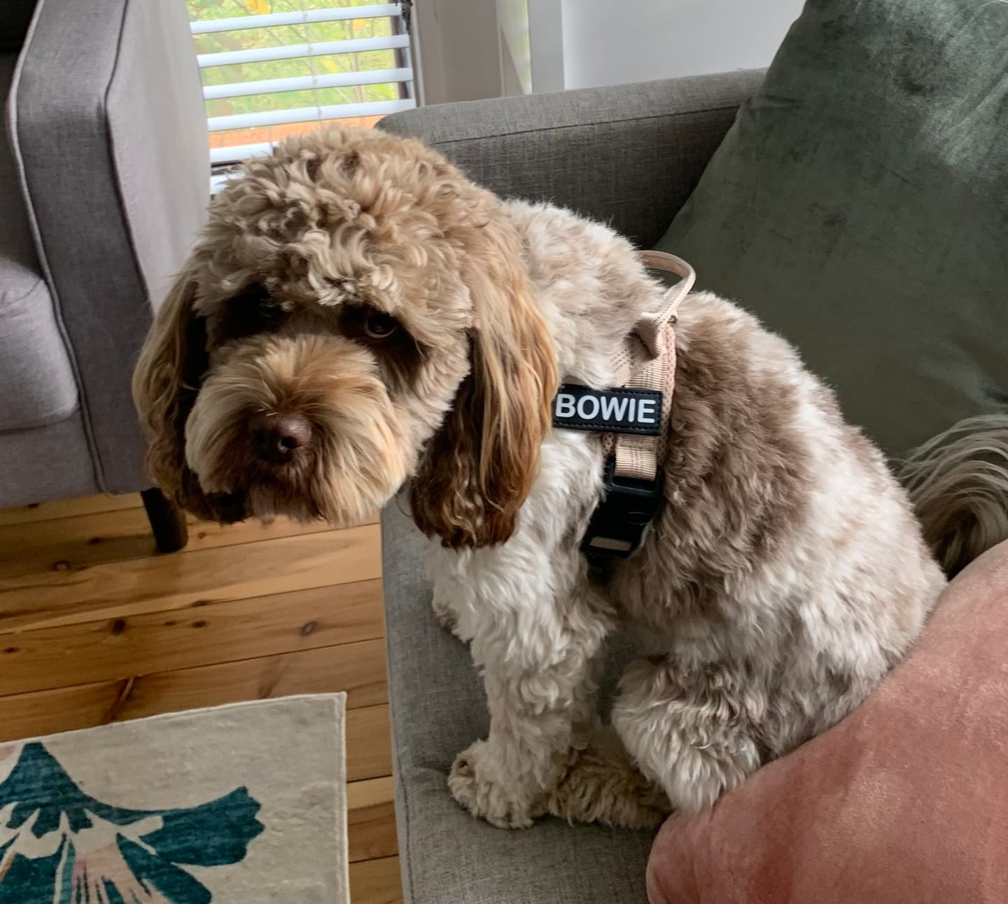 Customer photo review of The Good Dog Harness