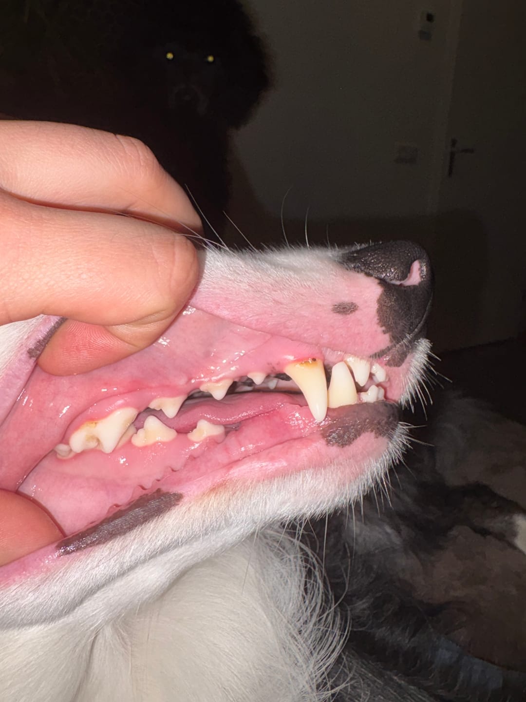 Customer photo review of Beemzy Tandpoeder voor Honden