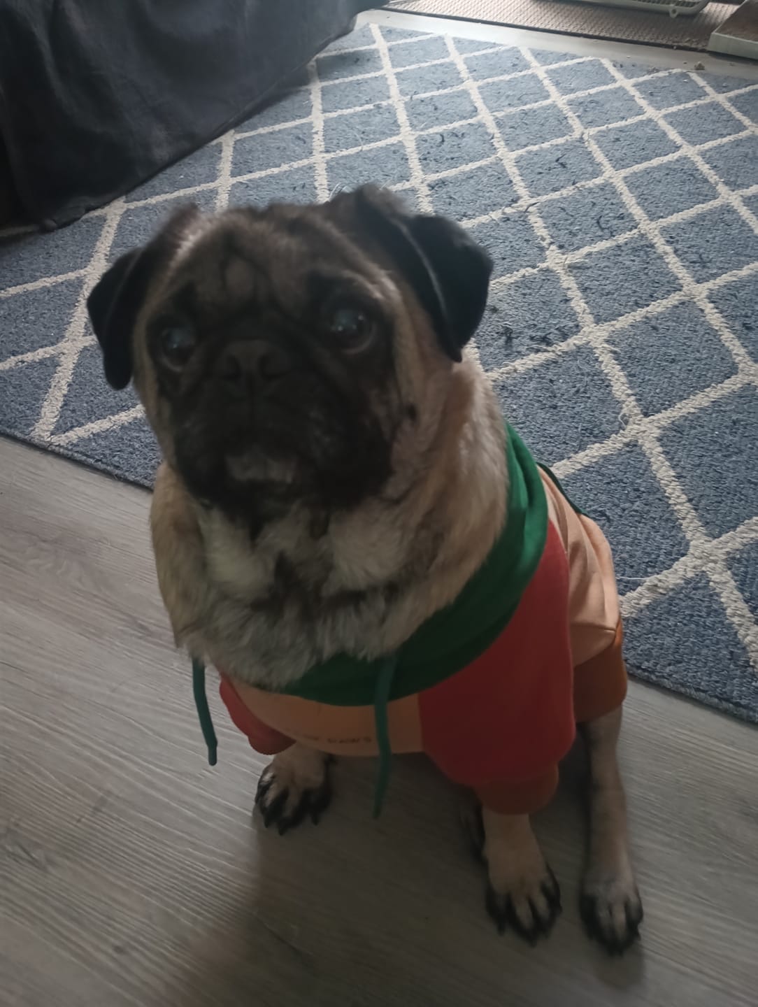 Customer photo review of Ranger Dog Hoodie