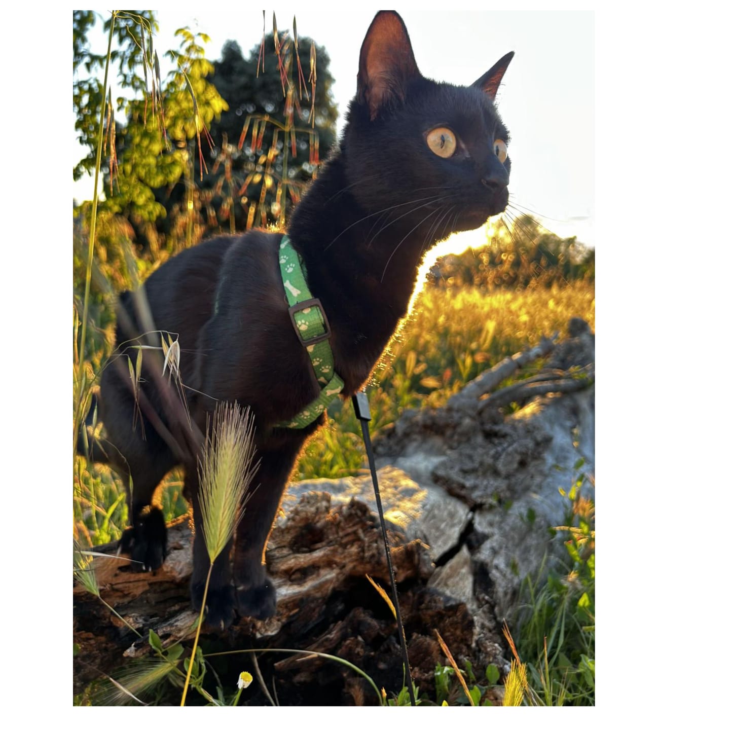 Customer photo review of Guía definitiva para sacar a tu gato sin estrés