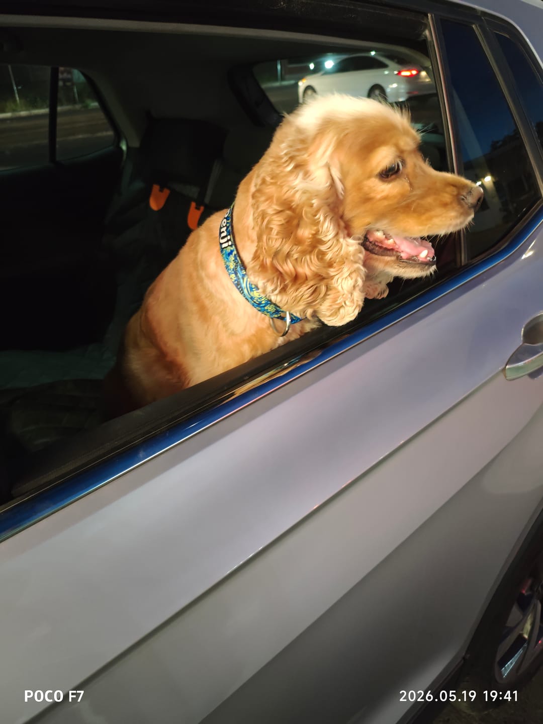 Customer photo review of Collar personalizado: Noche