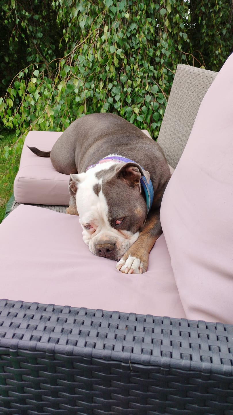 Customer photo review of Cushioned Martingale Collars