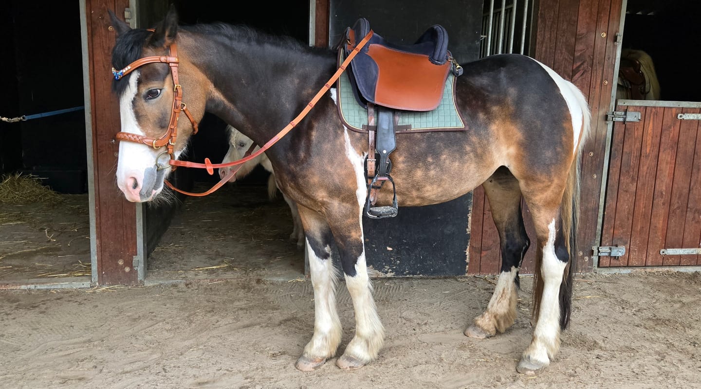 Customer photo review of Odessa bonita Multi Bridle padded, bit to bitless system no.1