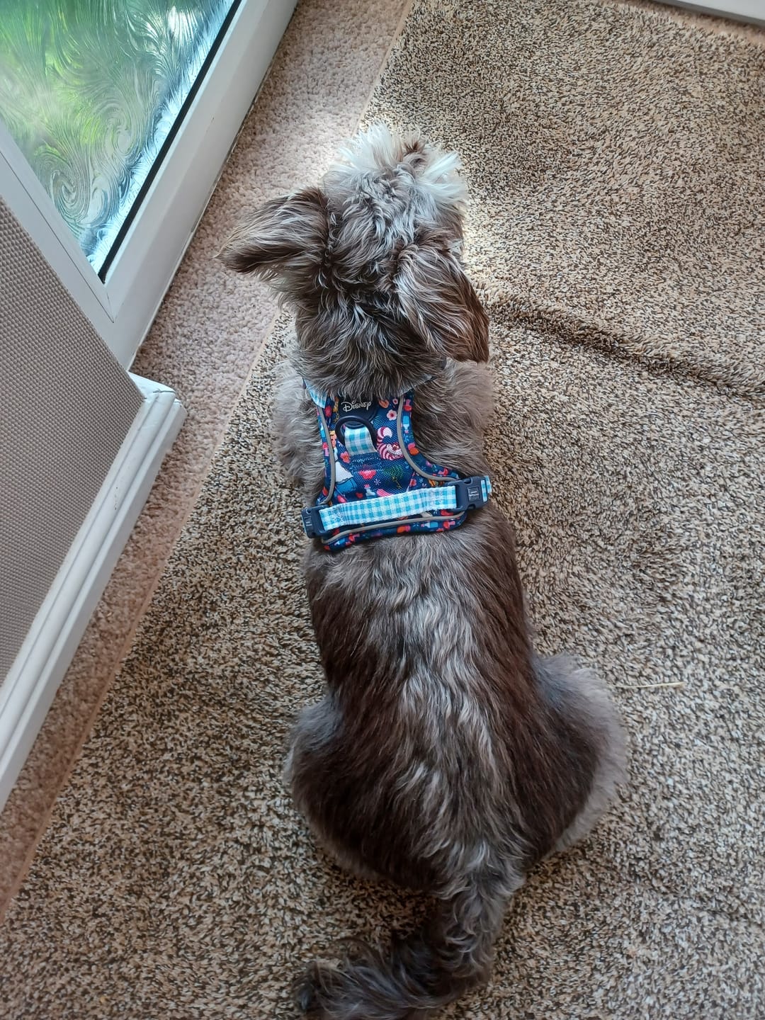 Customer photo review of Disney© Tough Trails™ Harness - Alice In Wonderland