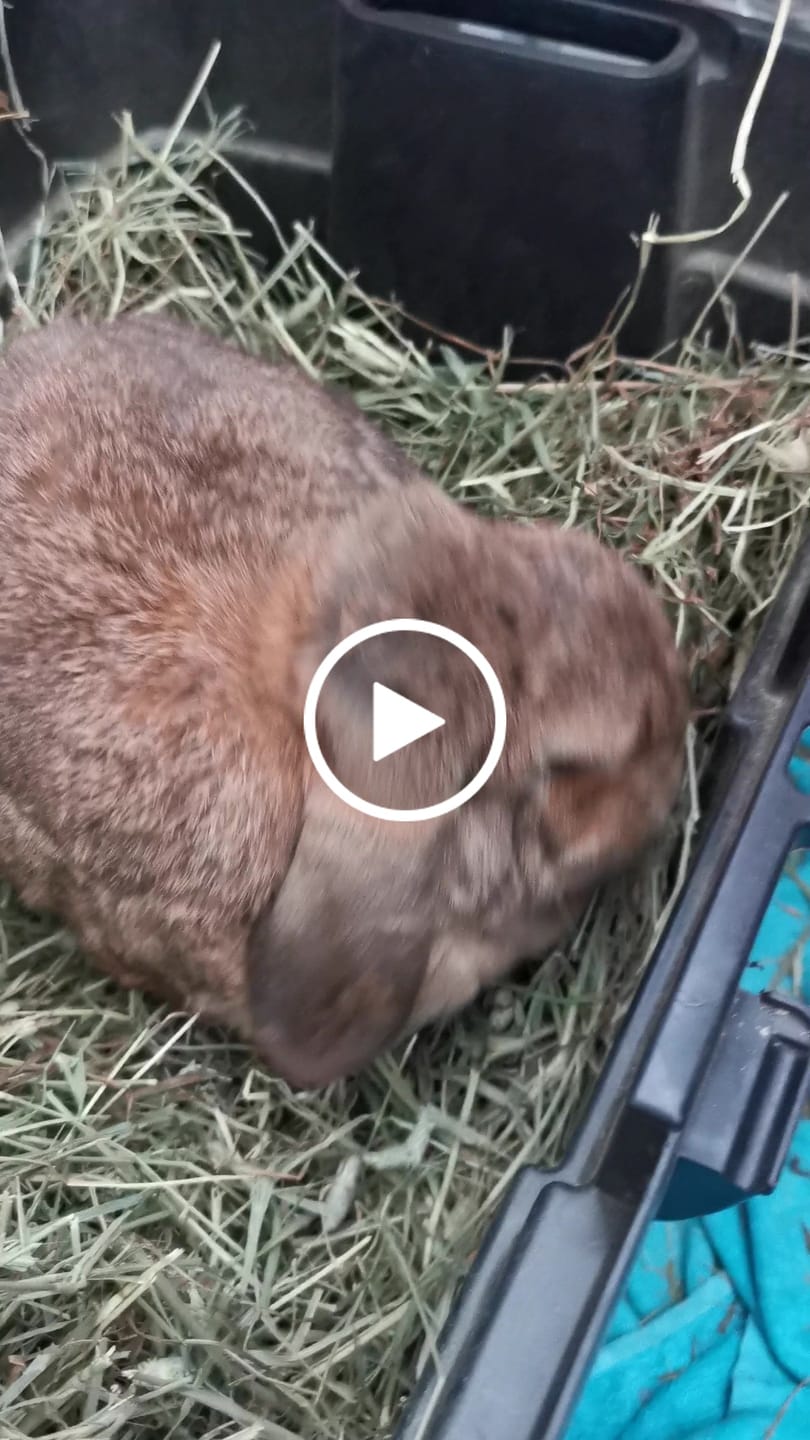 Customer video review of Second Cut Timothy Hay - Ultra Premium Canadian Hay for Rabbits and Guinea Pigs