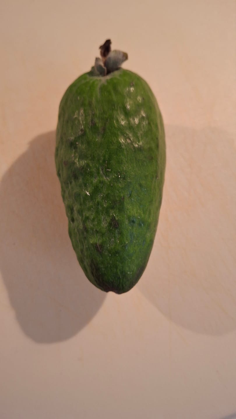Customer photo review of Feijoa (brasilianische Guave)