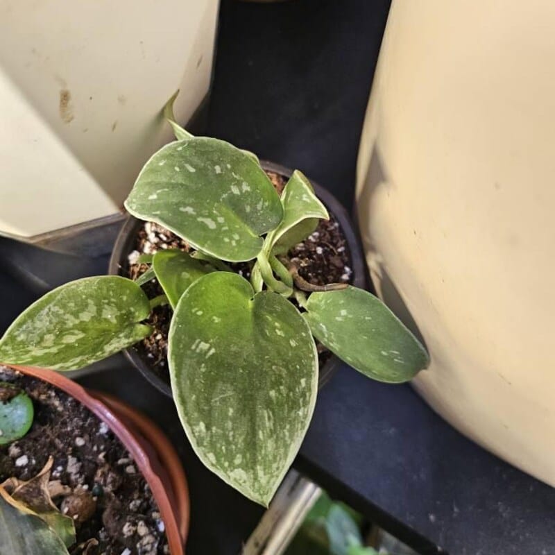 Customer photo review of Silver Pothos Cuttings - RARE Silver Satin or Silvery Anne - Easy Care low light indoor plant - Hardy Houseplant with elegant silver spots
