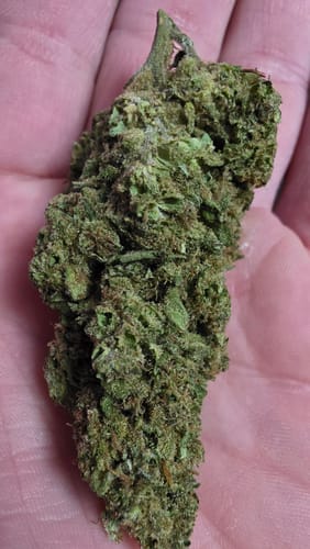 Caramel Apple - Großgebinde - Hybrid photo review