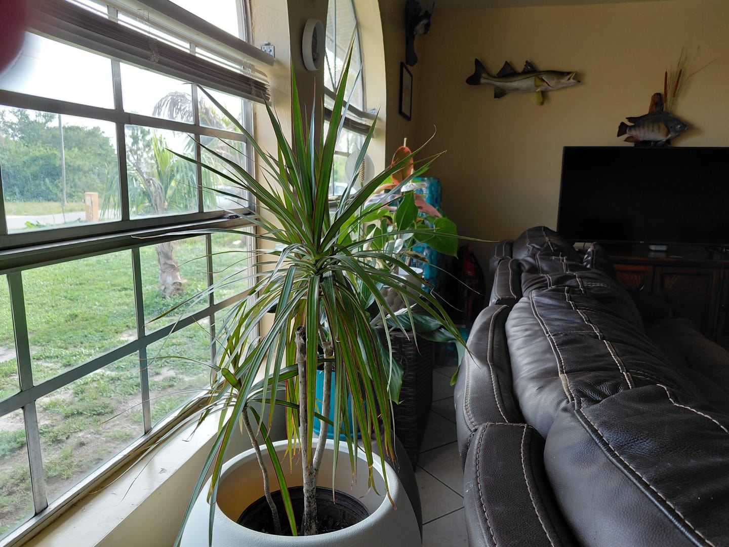 Customer photo review of Dracaena Dragon Tree Green, Tree Form