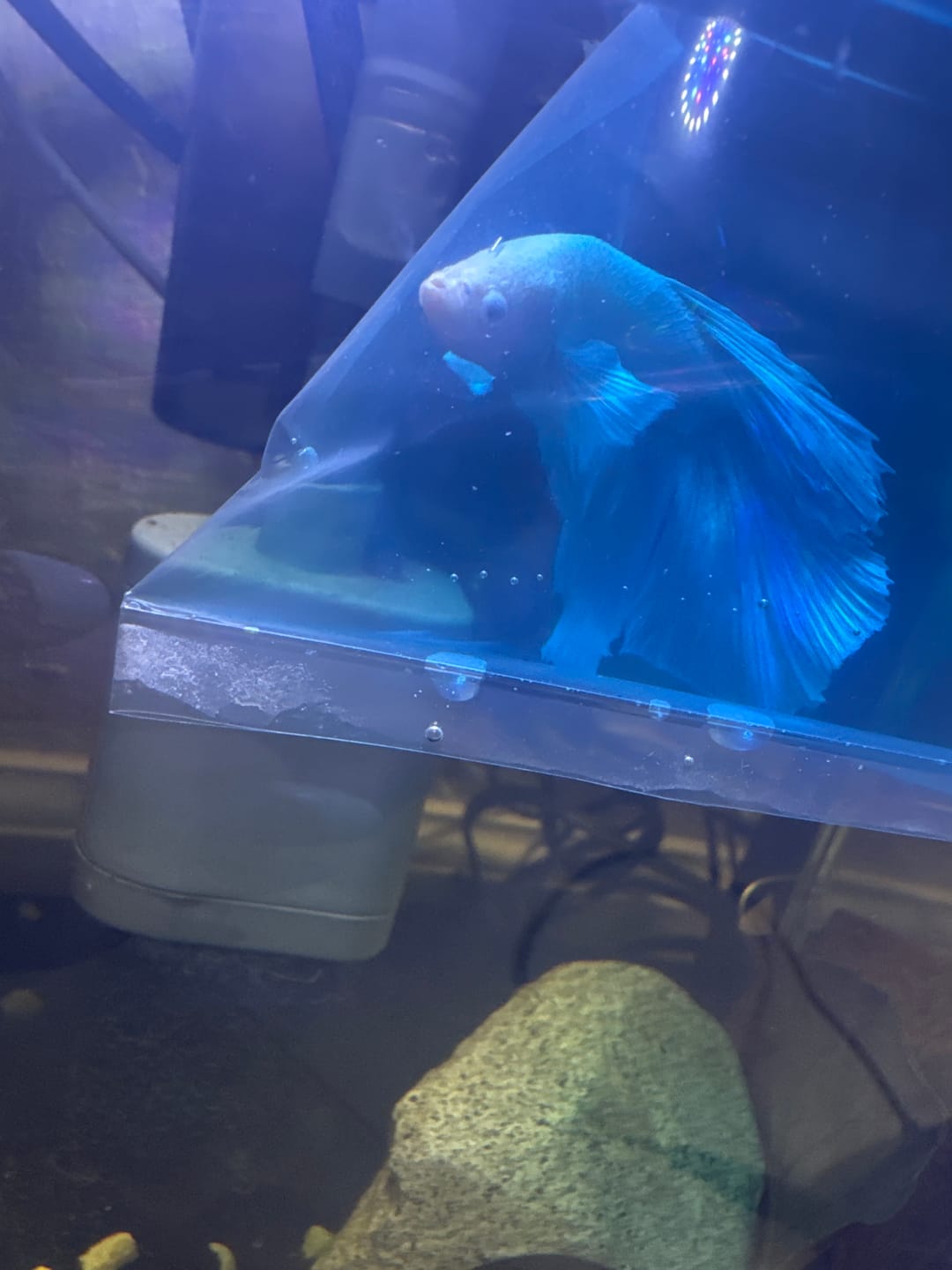 Customer photo review of Super White Dumbo Ear Halfmoon Male Betta Fish
