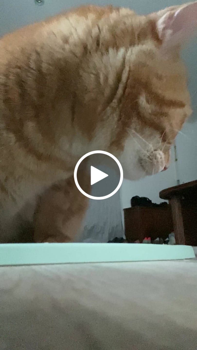 Customer video review of Pâtée - Poulet