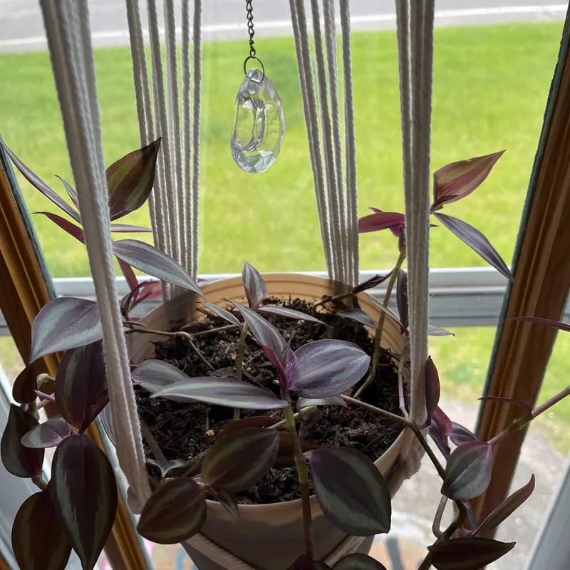Customer photo review of Wandering Jew Unrooted Cuttings - Gorgeous Purple Pink Variegated Foliage - Extremely Easy Care Hardy Houseplant - Low to Medium Light