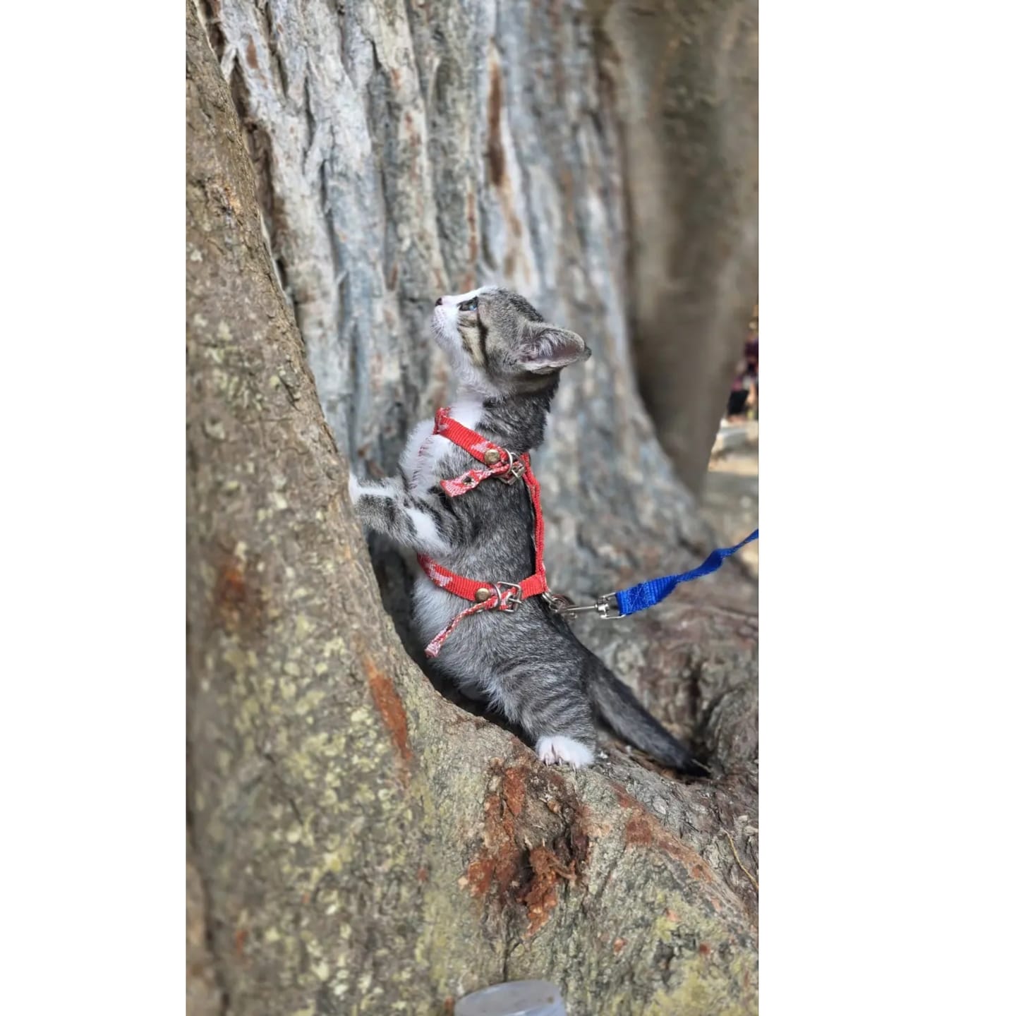 Customer photo review of Guía definitiva para sacar a tu gato sin estrés