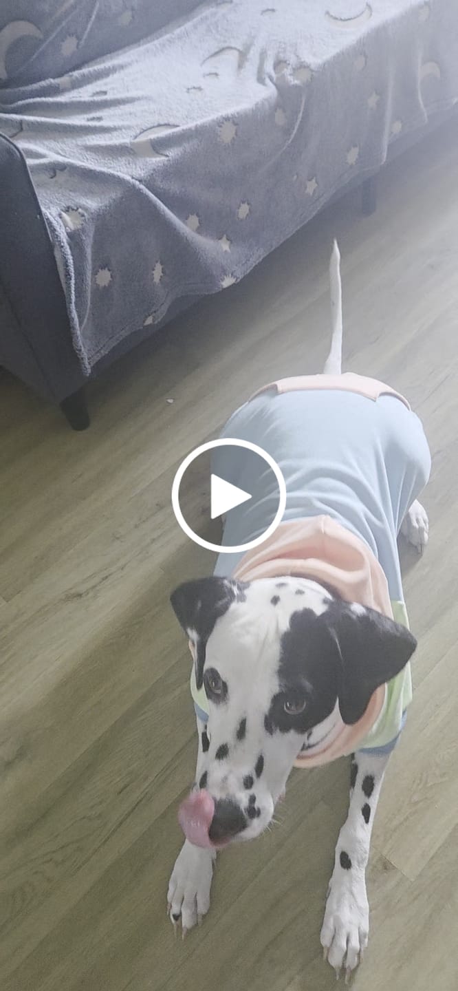 Customer video review of Jelly Bean Dog Hoodie